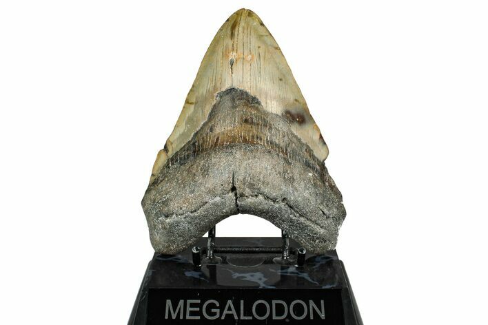 Fossil Megalodon Tooth - North Carolina #348162